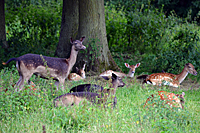 Kahlwildrudel mit sicherndem Leittier