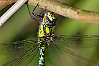 Blaugr&uuml;ne Mosaikjungfer