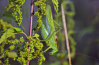 Heupferd mit perfekter Tarnung