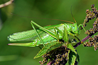 Weibliches Heupferd mit gro&szlig;em Legestachel f&uuml;r die Eiablage