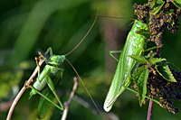 Weibliches Heupferd und M&auml;nnchen im Hintergrund