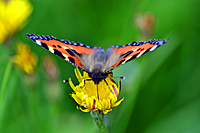 Kleiner Fuchs bei der Nektaraufnahme