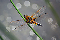 Vierfleck Libelle