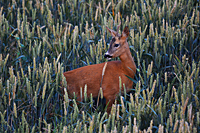 Einstangen J&auml;hrling