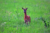 Einstangen Rehbock (J&auml;hrling)