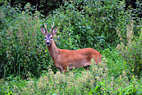 Startker reifer Rehbock