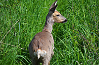 Ricke in Winterdecke