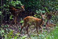 Rickenkitz und im Hintergrund ein Bockkitz