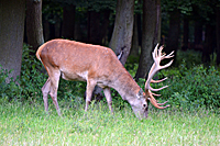&Auml;sender Rothirsch