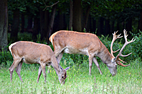 Rothirsch und Alttier