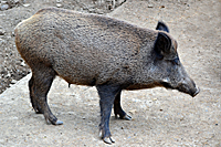 F&uuml;hrende Bache mit nur einem angesogenen Strich