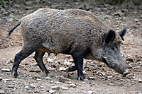 F&uuml;hrende Bache mit angesogenen Strichen