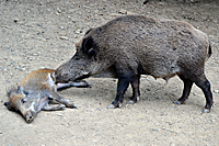 Bache mit Frischling