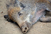 D&ouml;sender Frischling