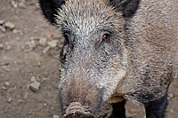 Sauen sind &auml;u&szlig;erst schlaue Tiere