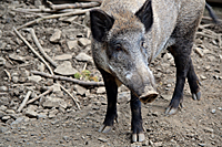 Der H&ouml;r- und Geruchssinn sind beim Schwarzwild extrem gut ausgepr&auml;gt