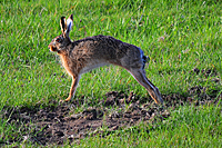 Feldhase der gerade aus der Sasse aufgestanden ist und sich reckt