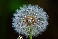 L&ouml;wenzahl (Pusteblume)
