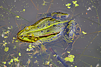Wasserfrosch