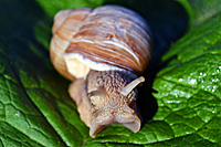 Weinbergschnecke