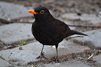 Amsel