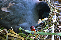 Bl&auml;sshuhn mit K&uuml;ken