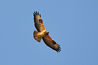 Bussard in der Termik