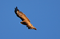Bussard beim Kreisen in der Termik