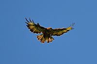 Bussard beim R&uuml;tteln