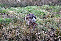 Bussard der seine Beute t&ouml;tet und versucht zu verschlingen