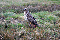 Bussard kurz vor dem Starten