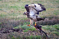 Bussard versucht mit Beute zu starten