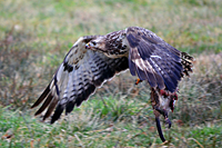 Bussard mit Beute in der Luft