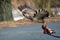 Bussard mit Beute in der Luft