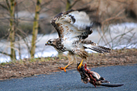 Bussard setzt zur Landung an