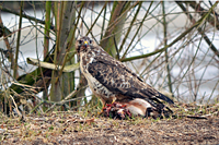 Bussard mit Beute gelandet