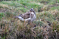 Bussard der gerade Beute gemacht hat