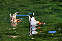 Gr&uuml;ndelde Enten