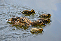 Ente mit K&uuml;ken die Bl&uuml;tenpollen von der Wasseroberfl&auml;che filtern