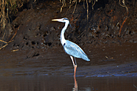 Graureiher beim fischen