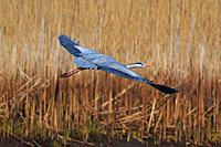 Abstreichender Graureiher