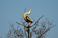 Balzender Graureiher