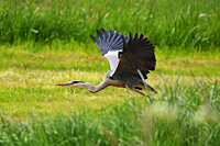 Startender Graureiher