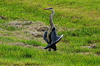 Graureiher in sehr untypischer Haltung