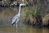 Junger (juveniler) Graureiher ohne schwarze Augenbinde