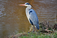 Erwachsener (adulter) Graureiher mit ausgepr&auml;gter schwarzer Augenbinde