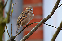 Weiblicher Haussperling