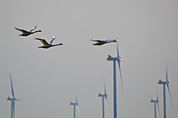 H&ouml;ckerschw&auml;ne vor Windkraftanlagen