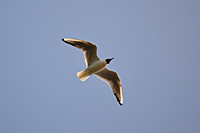 Fliegende Lachm&ouml;ve