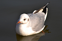 Lachm&ouml;ve im Wintergefieder ohne schwarzen Kopf